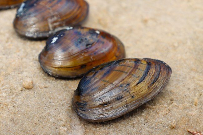 4 mussels lined up on the sand, showing red-brown colors on their shells.