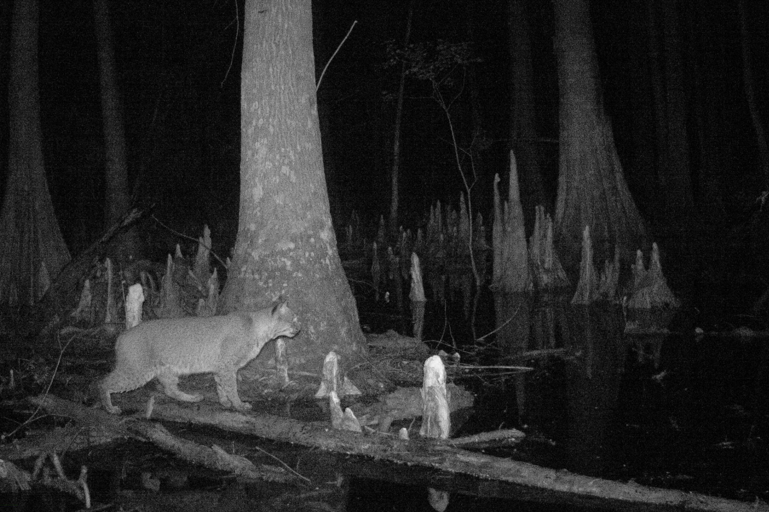 Bobcat Big Thicket National Preserve U.S. National Park Service