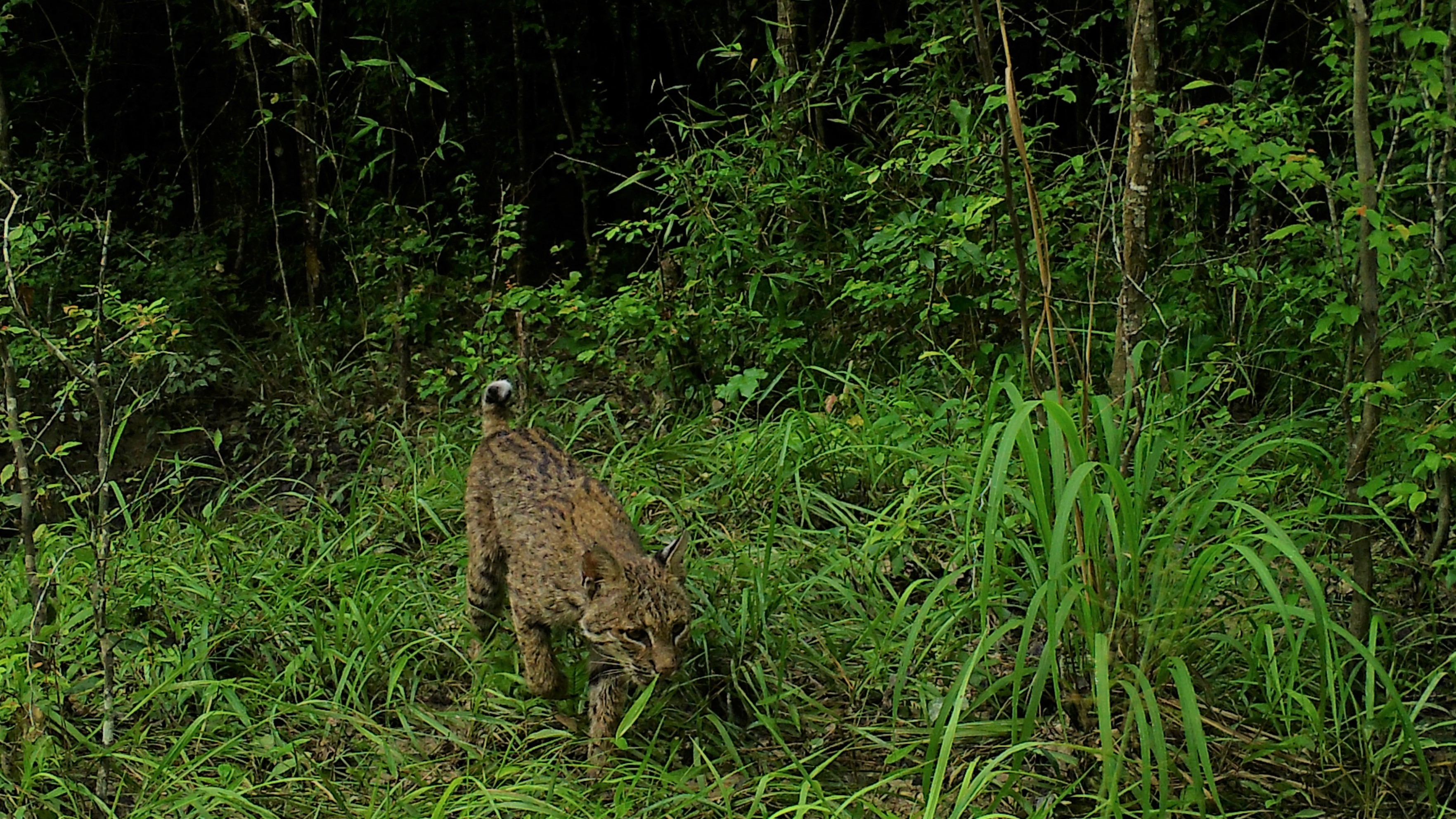 Copy of Bobcat - Mojave National Preserve (U.S. National Park Service)