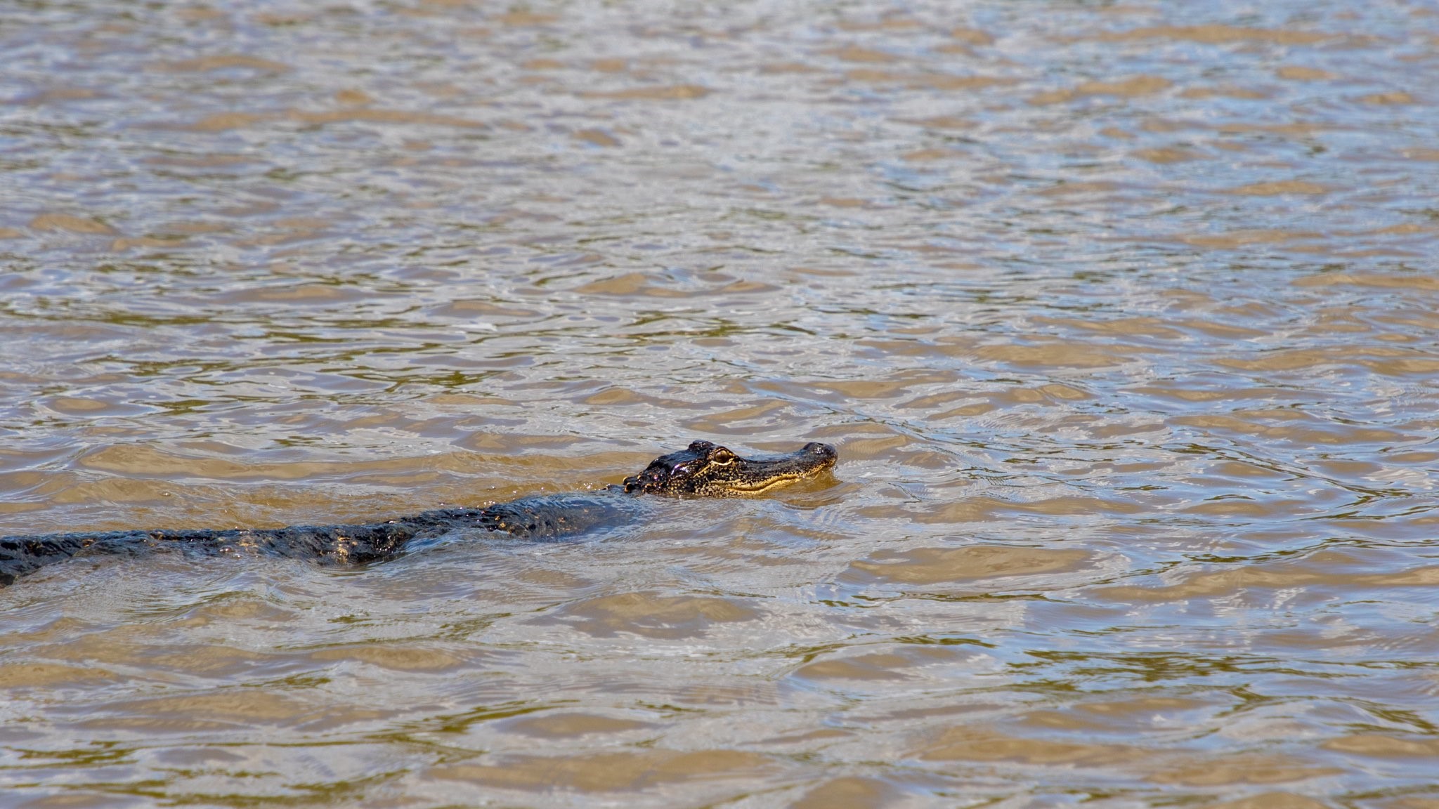 American Alligator - Big Thicket National Preserve (U.S. National Park Service)