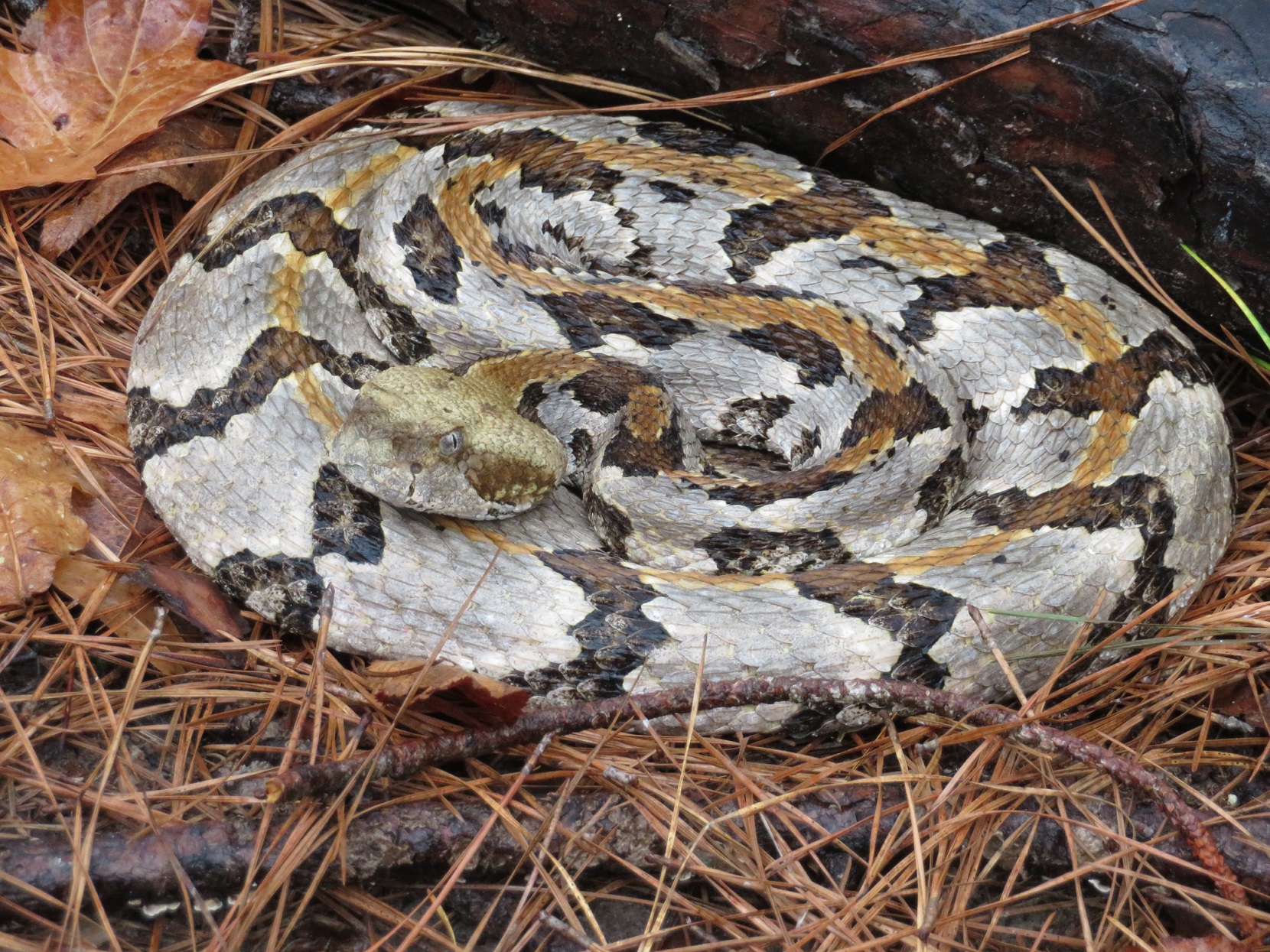 timber rattlesnake venom