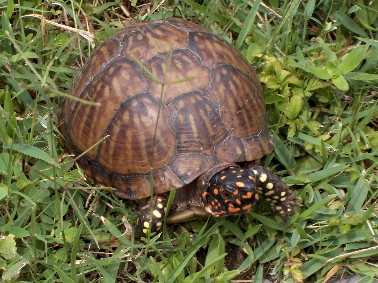 Are Box Turtles Nocturnal  