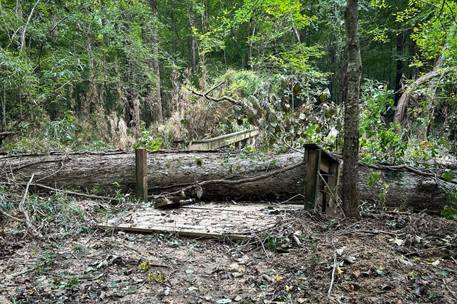 photo of a large tree trunk that has fallen across a small wooden bridge, smashing its railing.