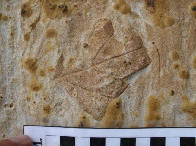 Leaf impression Leaf impression fossil in a beige and yellow speckled rock. A finger holds a black and white checkered scale at the bottom of the image.