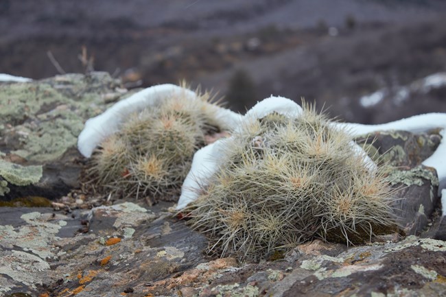 Brittle pricklypear (Opuntia fragilis) Small ground level cactus with long spines grows on a rocky outcropping with colorful lichen. Patchy snow is on top and around the cactus plant.