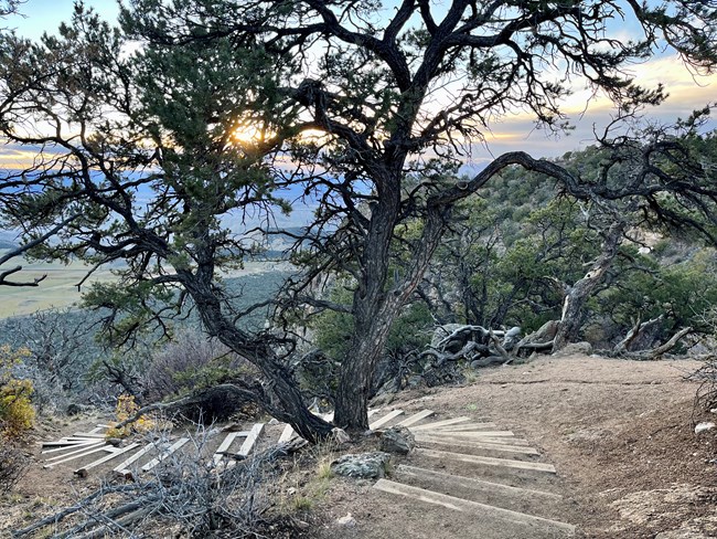 Pinyon pine Twisted pinyon pine tree with sunlight visible between branches. Steps on a hiking trail are near the tree's bottom.