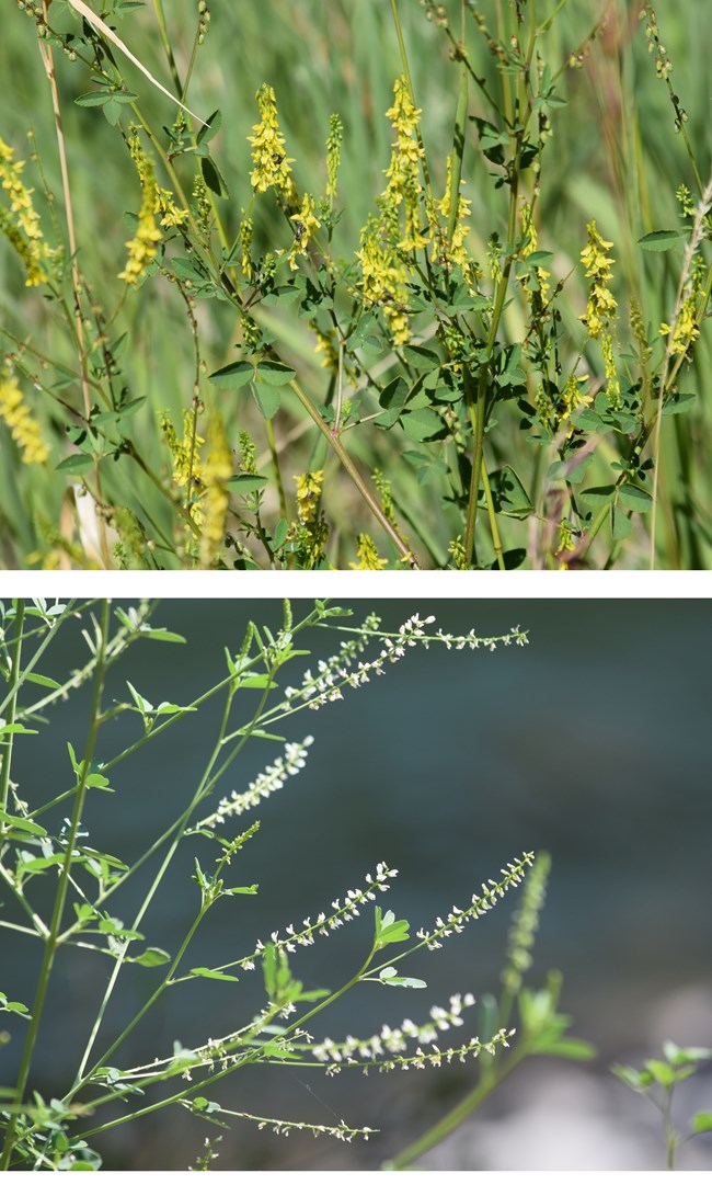 Yellow sweet clover and white sweet clover Two images stacked vertically. Top image shows green stems and stalks with small yellow flowers. Bottom image shows thin delicate green stems with tiny white flowers. Background is blurred.