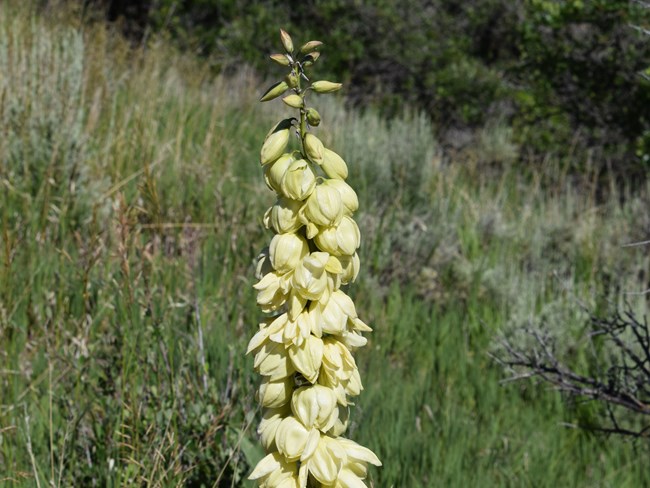 Yellowish white flowers hang down on a tall stalk. Green grasses and shrubs are blurry in the background.