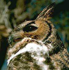 Birds - Black Canyon Of The Gunnison National Park (U.S 