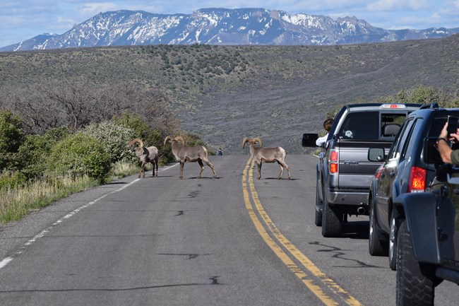 Three male bighorn sheep in a roadway with cars nearby