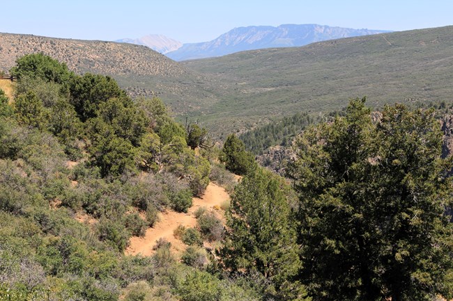 View of a dirt trail between shrubland vegetation. Mountains and canyon walls are in the background.