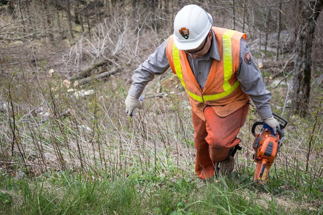 Parkway Employee with chain saw