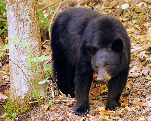What to know about black bears in Asheville in the spring