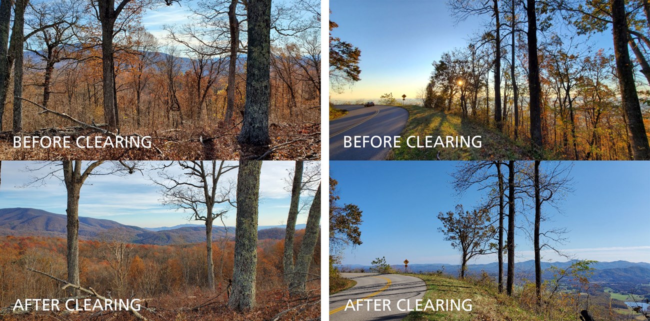 Four images showing "before" and "after" views of 2 overlooks that have had trees selectively cut to open up distance views.
