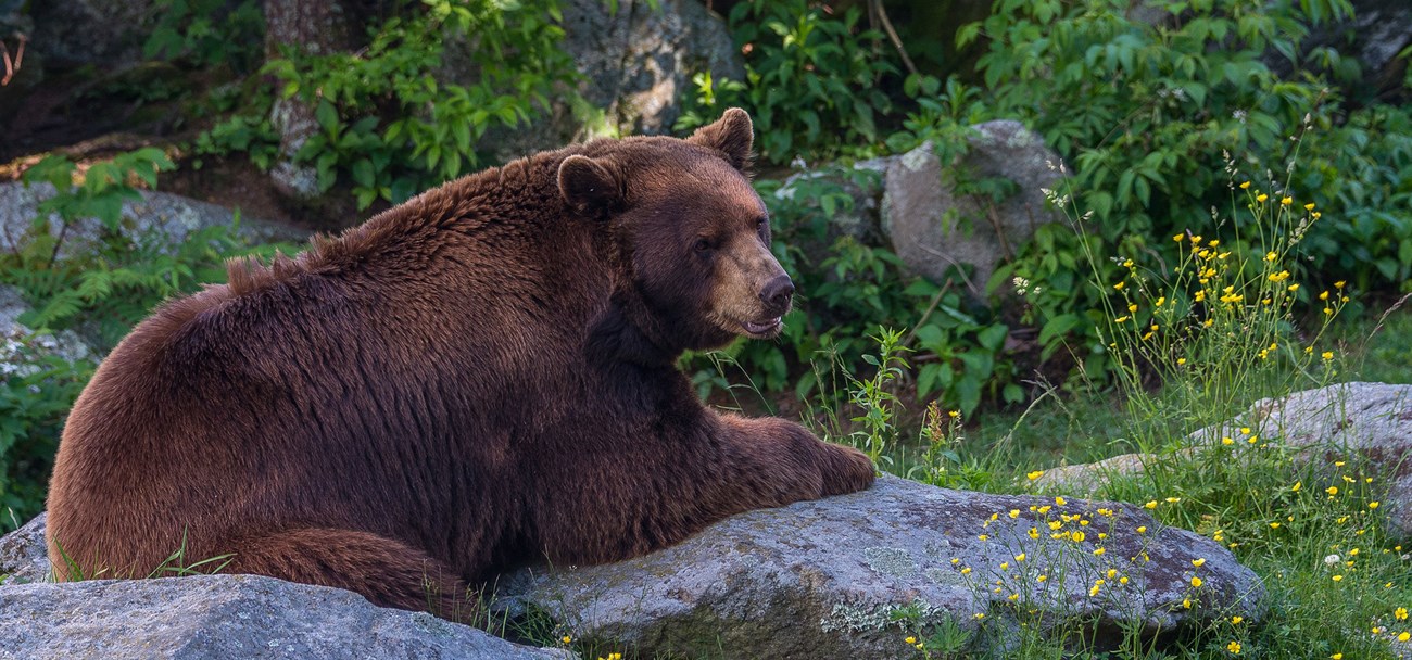 A bear lying on rocks at the edge of a forest