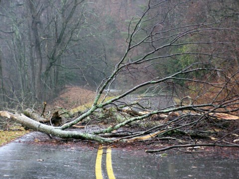 Broken branch blocking Parkway road after storm.