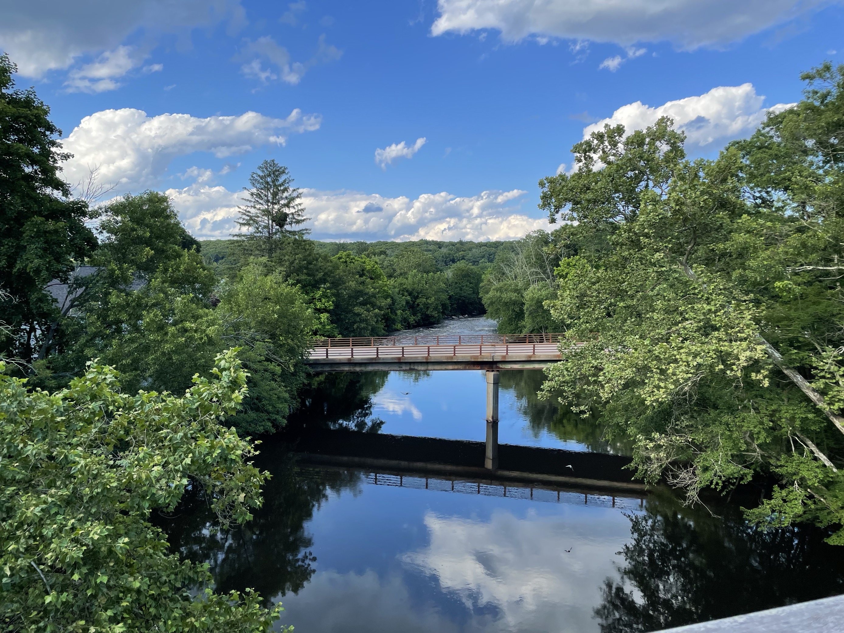 trees and a bridge by a river