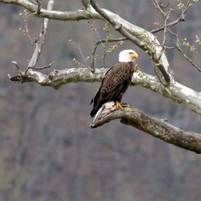 Plumage Transformation of Bald Eagles: From Juvenile to Adult