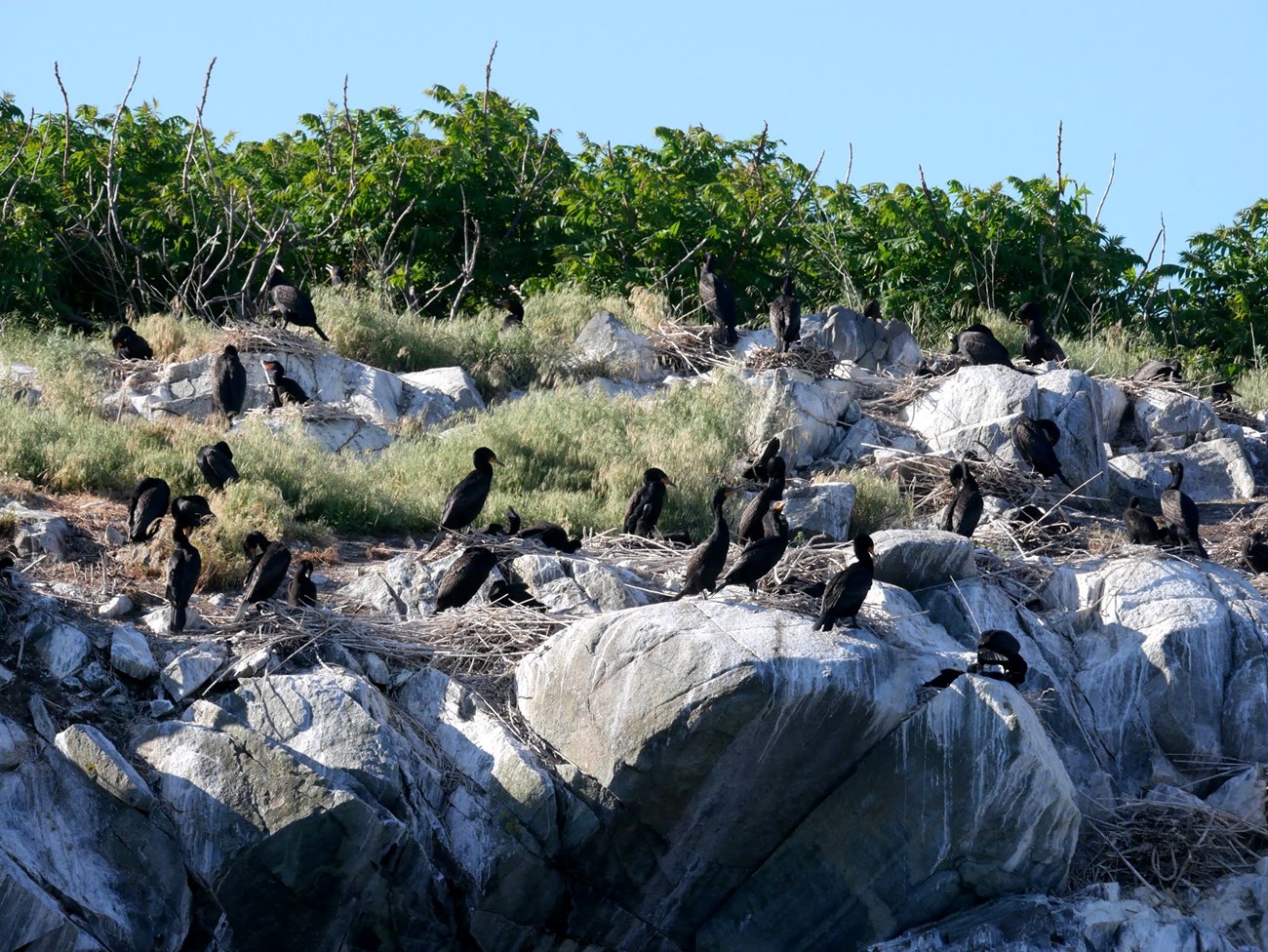 black birds with long necks sitting on a rocky island.