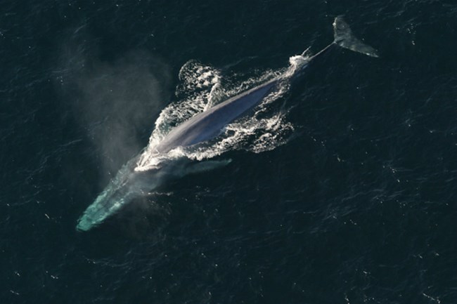View from above of blue whale breaching