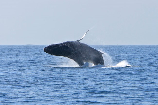 Black and white humpback whale leaping from the ocean