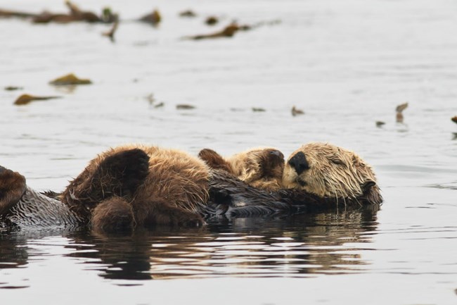 Sea otter holding cub while floating on the ocean surface