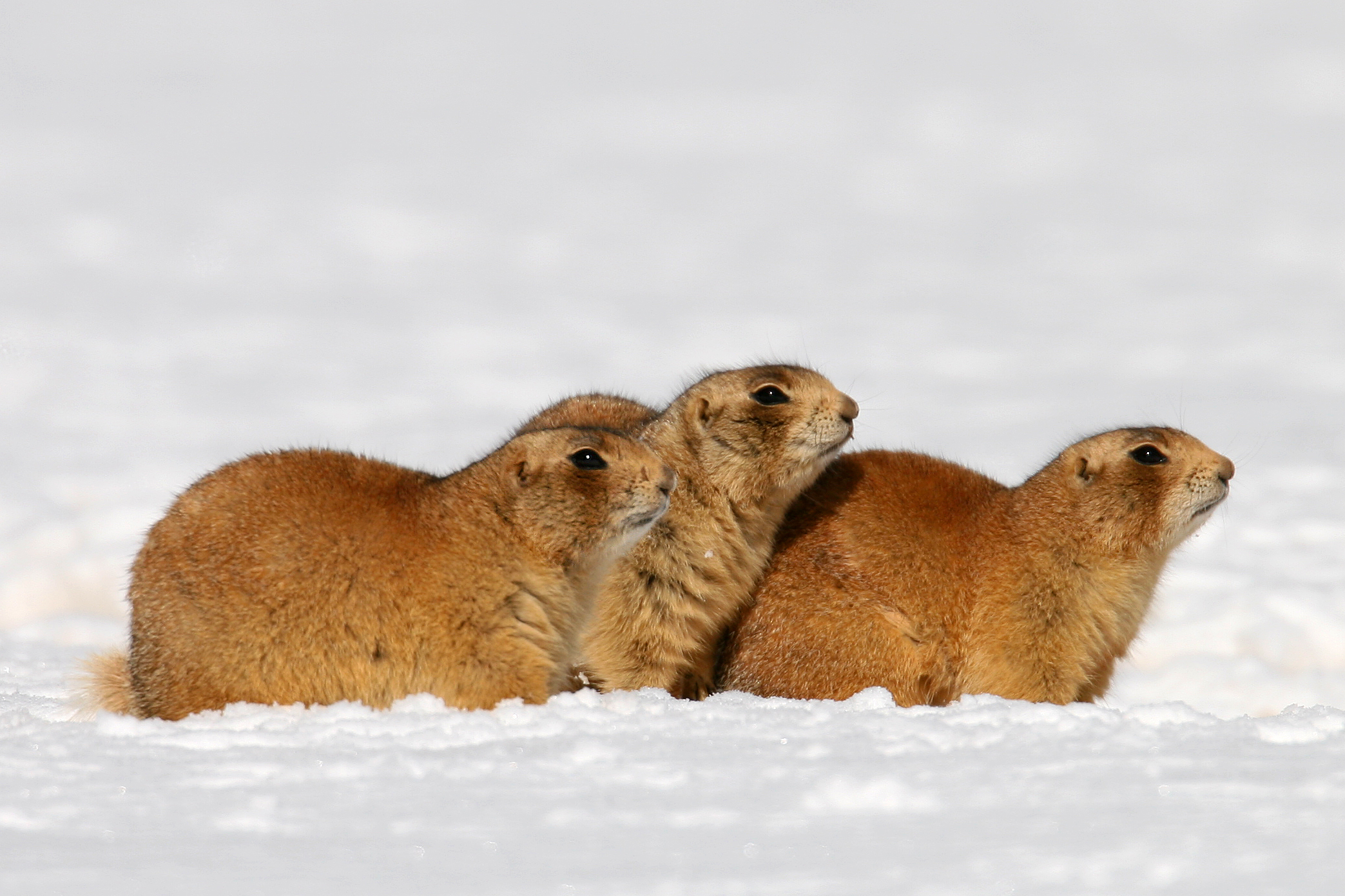 Test - Welcome – Plateau Marmots