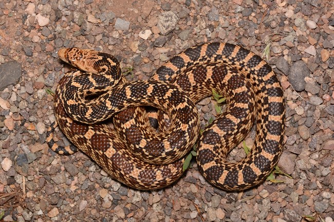 Great Basin Gopher Snake