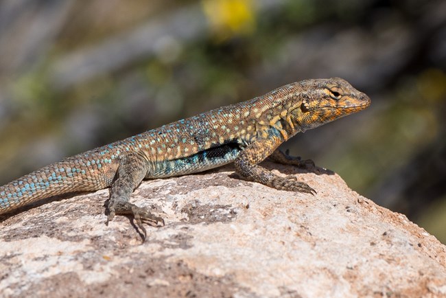 Side-Blotched Lizard