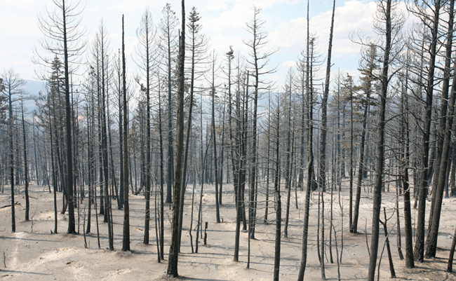 Bridge-After A completely burned forest with just blackened standing trees
