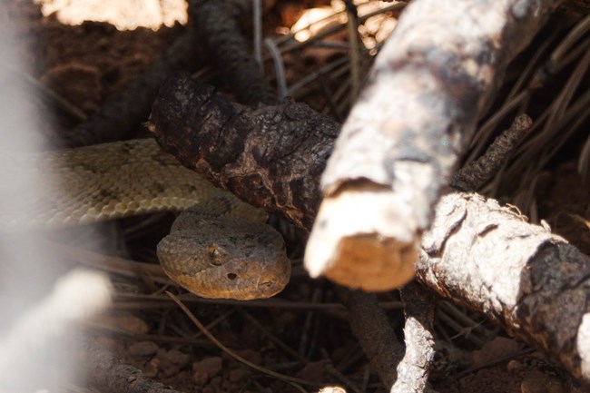 Great Basin Rattlesnake