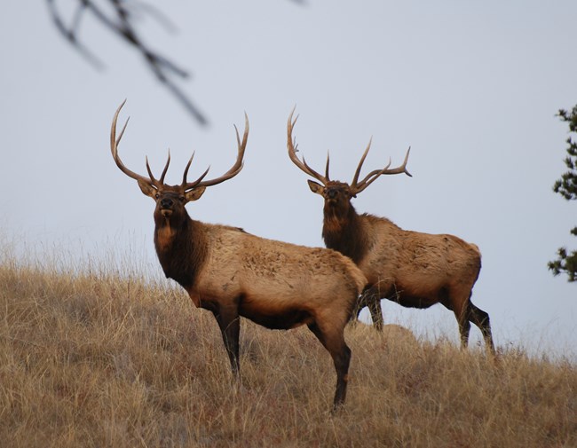 Two elk bulls stand on a hillside