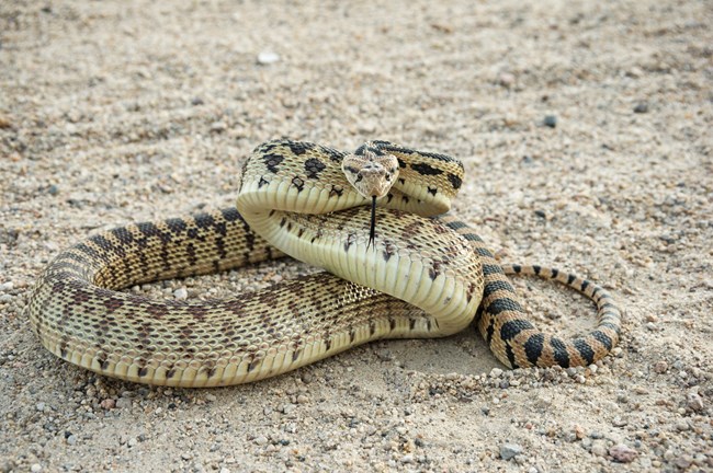 A gopher snake does its best rattlesnake impersonation in a strike pose.