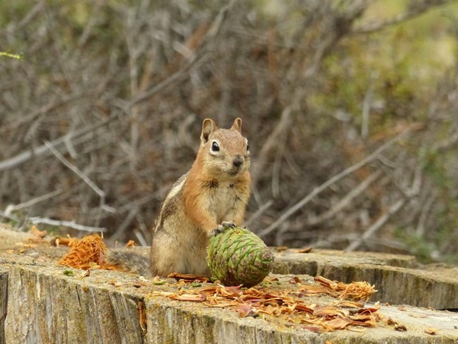 Golden-mantled Ground Squirrel sits on wood with a pine cone.