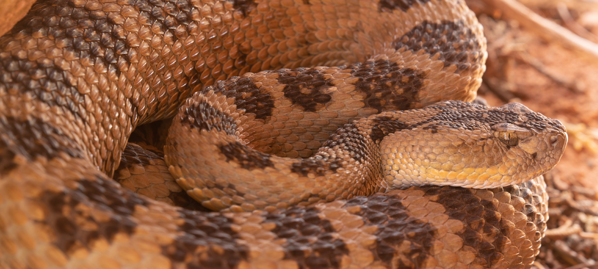 A tight closeup on a coiled rattlesnake