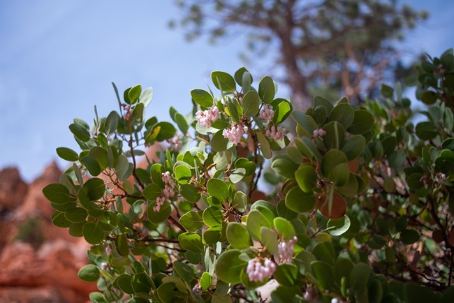 Small pink manzanita blooms against the green leaves of the Manzanita plant