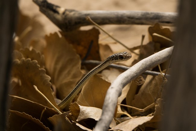 Striped Whipsnake