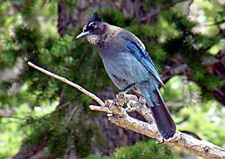 Blue bird on red stone. Steller's jay. Blue jay. Native to western