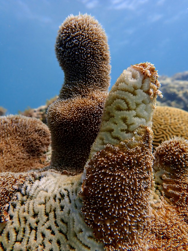 Pillar Coral with advanced disease