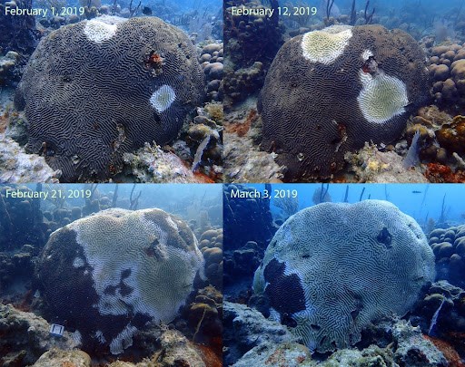 photo of disease progressing on brain coral