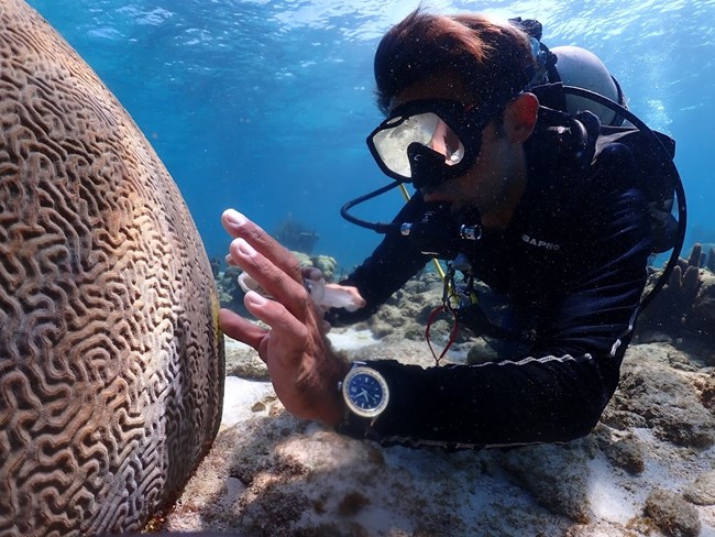 Diver treating a diseased lesion on brain coral