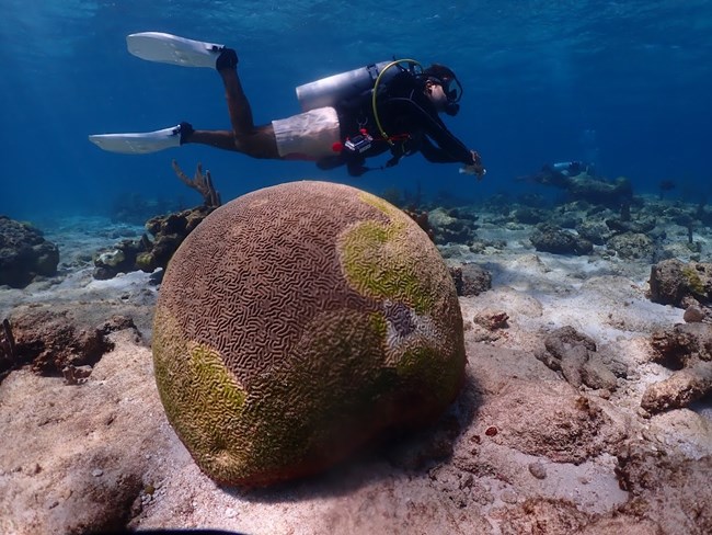 diver swimming by a heavily diseased brain coral