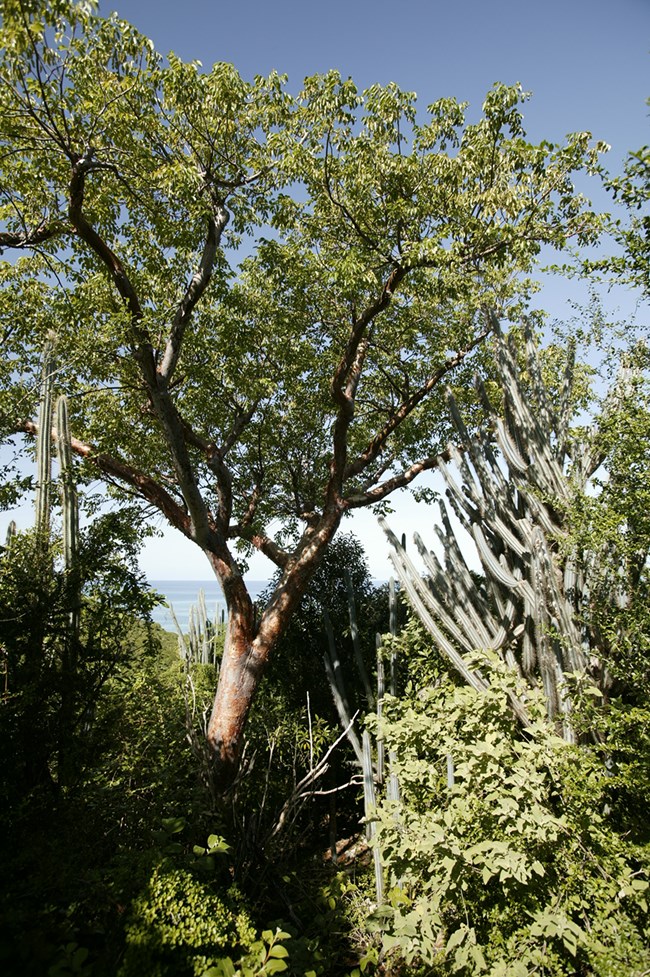 Photograph of gumbo limbo trees and cactus in the subtropical dry forest of Buck Island