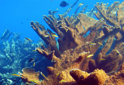 News - Buck Island Reef National Monument (U.S. National Park Service)