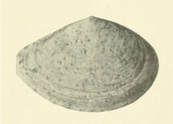 Photo of an Abra cadabra bivalve mollusk