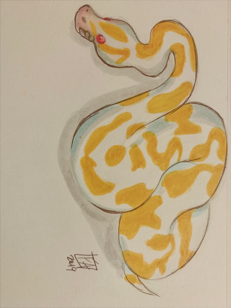 A nature journal drawing of an albino Ball Python. Its main scale pattern is white with golden yellow markings, as opposed to the dark brown and orange of other Ball Pythons.