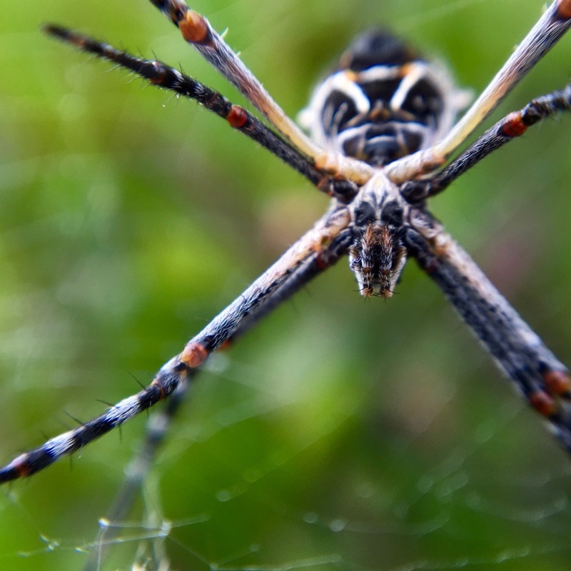 A close up of the Silver Argiope in it’s web.