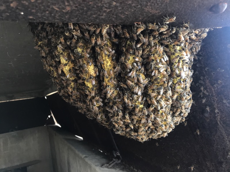 Large bee hive hanging from WWII bunker