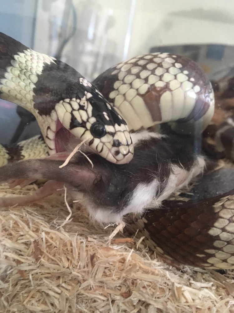 snake eats himself