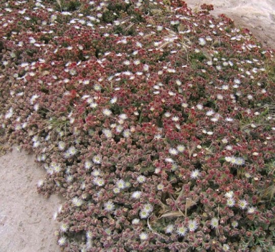 Photo of iceplant carpeting ground